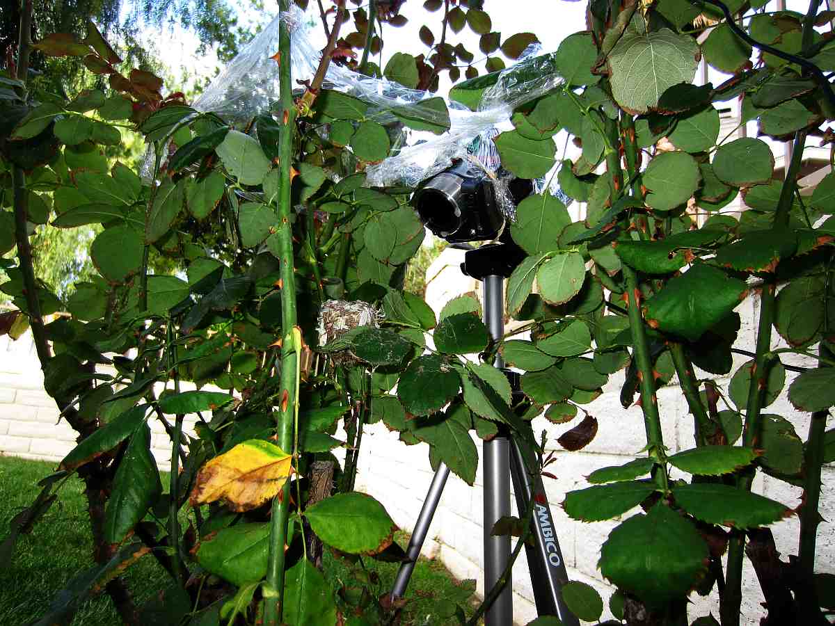 Allens Hummingbird nest, chick and filming setup